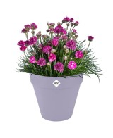 Macetero Redondo Lila Lavanda 30cm - Elegante y Resistente | Endanea Garden

