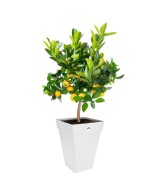 Maceta Loft Cuadrada Alta 37 cm Blanca para Interior y Exterior | Endanea Garden


