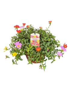 Portulaca en Cuenco  Flores Vibrantes y Resistencia para Jardín y Terraza

