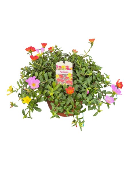 Portulaca en Cuenco  Flores Vibrantes y Resistencia para Jardín y Terraza

