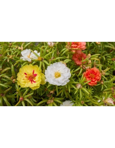 Portulaca en Cuenco  Flores Vibrantes y Resistencia para Jardín y Terraza

