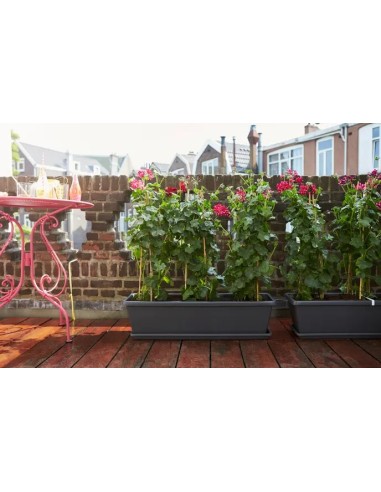 Plato Barna XL 60 cm Antracita | Endanea Garden