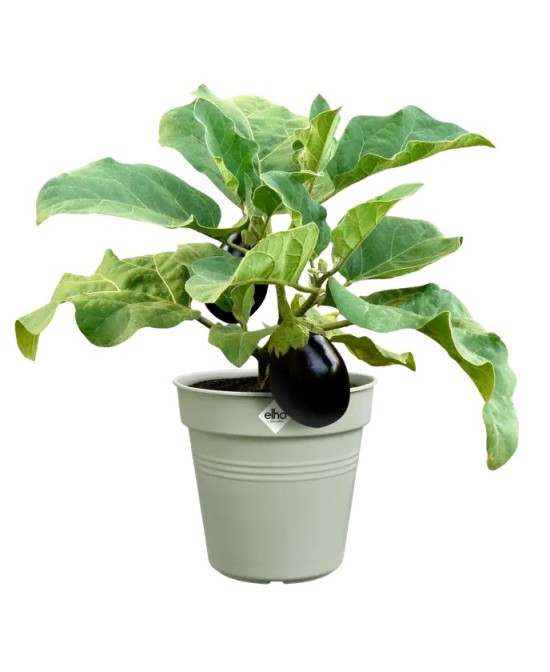 Maceta GB Growpot Stone Green 30 cm | Elegante y Duradera para Tu Jardín | Endanea Garden

