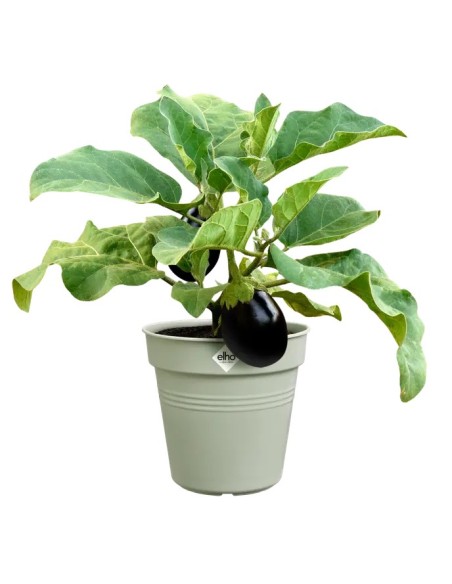 Maceta GB Growpot Stone Green 30 cm | Elegante y Duradera para Tu Jardín | Endanea Garden