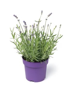 Lavanda M13 Aromática y Resistente  Flores Púrpuras para Jardín y Terraza

