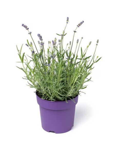Lavanda M13 Aromática y Resistente  Flores Púrpuras para Jardín y Terraza

