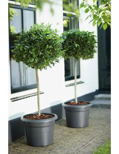 Maceta G.B. Cilindro 45 cm Negro - Maceta Moderna y Resistente para Jardín y Terraza | Endanea Garden