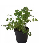 Cilantro M10.5  Planta Aromática Fresca y Fácil de Cultivar | Endanea Garden

