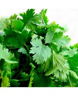Cilantro M10.5  Planta Aromática Fresca y Fácil de Cultivar | Endanea Garden

