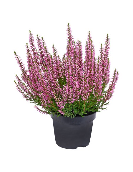 CALLUNA VULGARIS