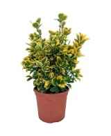 Evonimus Aurea - Planta Resistente con Follaje Dorado para Jardines

