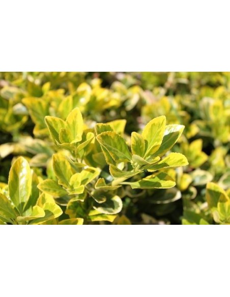 Evonimus Aurea - Planta Resistente con Follaje Dorado para Jardines