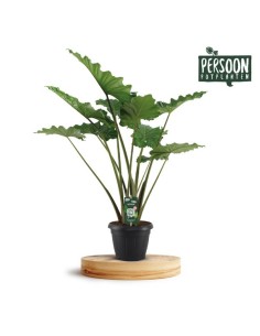 Alocasia Portodora  Planta Exótica Tropical de Interior con Grandes Hojas

