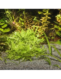 ARENA DE RIO GRIS  10 KGR. 2