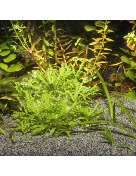 ARENA DE RIO GRIS  10 KGR.