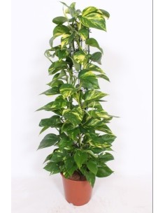 Epipremnum pinnatum Aureum Column Pothos dorado planta interior purificadora Endanea Garden