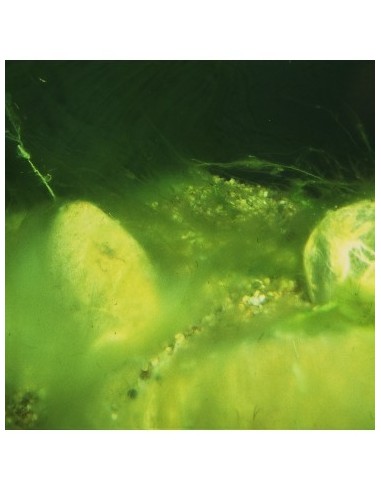 ALGOPOND FORTE 500ML