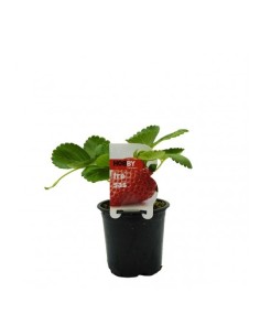 FRESAS  PACK 1