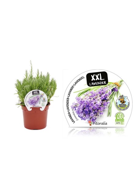 Lavanda M10 (Lavandula angustifolia)  Planta Aromática con Flores Violetas

