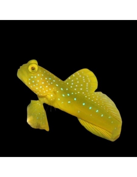 CRYPTOCENTRUS CINCTUS