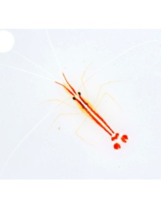 LYSMATA AMBOINENSIS  S/M 2