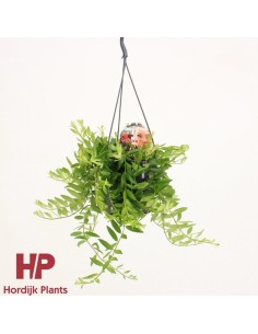 Aeschynanthus Japhrolepsis M17 | Planta Colgante Tropical de Interior