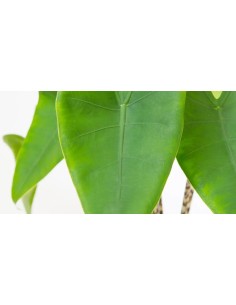 ALOCASIA ZEBRINA M32