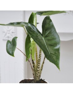 ALOCASIA ZEBRINA M32 2