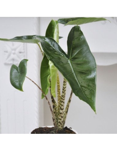 ALOCASIA ZEBRINA M32