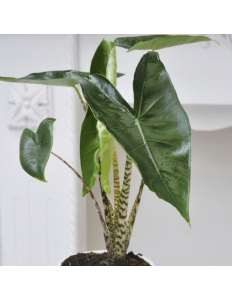 ALOCASIA ZEBRINA M32