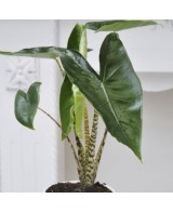 ALOCASIA ZEBRINA M32