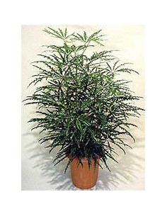 Dizygotheca Eleg M19 Planta Ornamental Tropical para Interiores Maceta 19 cm