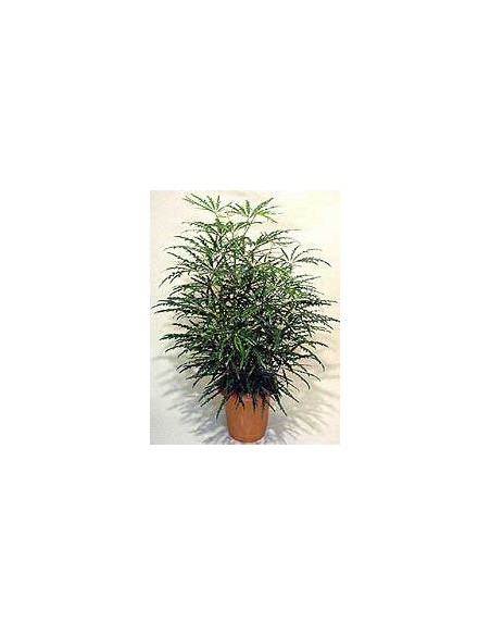 Dizygotheca Eleg M19 Planta Ornamental Tropical para Interiores Maceta 19 cm
