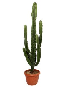 EUPHORBIA ERYTREA M35CM