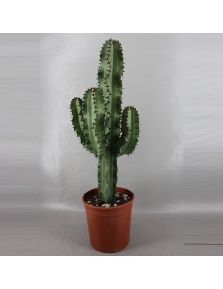 EUPHORBIA INGENS m19