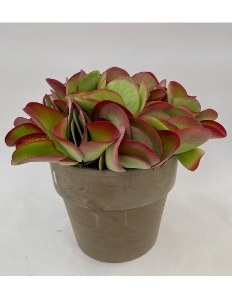 KALANCHOE NOT FLOWERING THYRSIFLORA