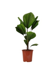 Licual Grandis 19 cm palmera ornamental tropical de interior y exterior