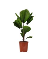 Licual Grandis 19 cm palmera ornamental tropical de interior y exterior