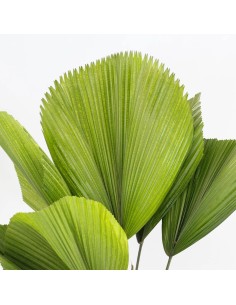 Licual Grandis 19 cm palmera ornamental tropical de interior y exterior 2