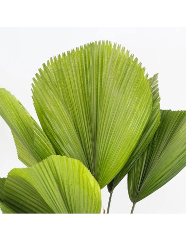 Licual Grandis 19 cm palmera ornamental tropical de interior y exterior