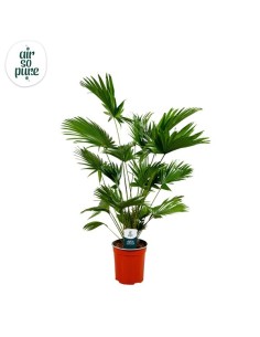 LIVISTONA ROTUNDIFOLIA AIR SO PURE