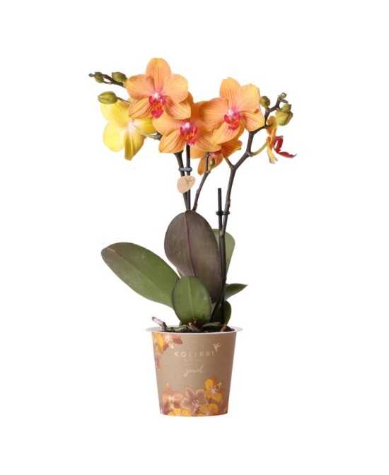 Phalaenopsis 3T 18+ Orange M12 | Orquídea Naranja de Interior con Flores Duraderas

