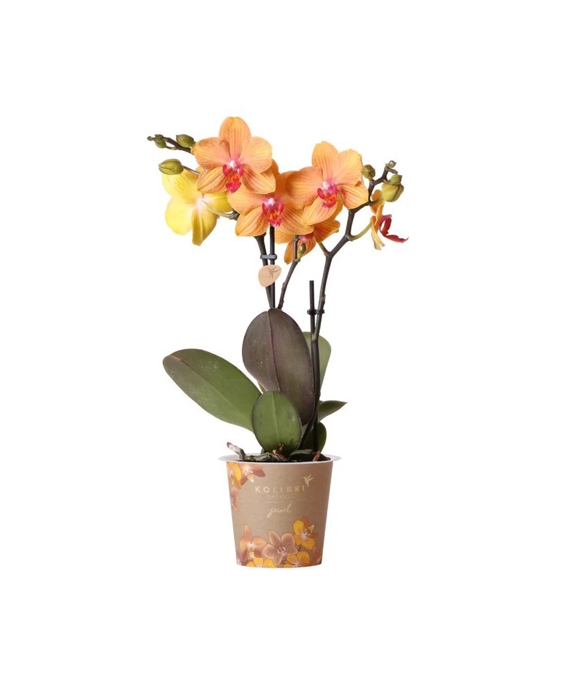 Phalaenopsis 3T 18+ Orange M12 | Orquídea Naranja de Interior con Flores Duraderas

