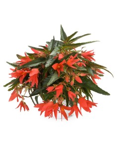 Begonia Beauvilla Salmón M12cm  Flores Vibrantes para Exterior | Endanea Garden