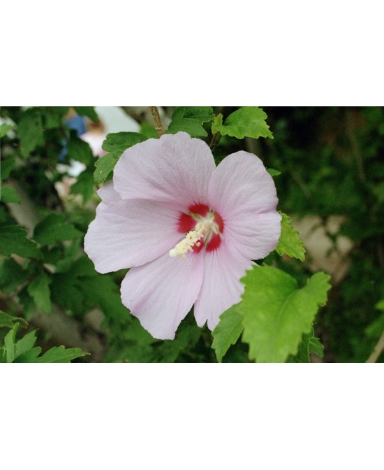 Hibiscus Syriacus - Rosa de Siria en Maceta | Flores Vistosas y Coloridas

