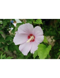 Hibiscus Syriacus - Rosa de Siria en Maceta | Flores Vistosas y Coloridas

