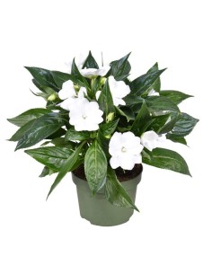 Impatiens walleriana Blanco Pack 6  Flores Blancas para Sombra | Endanea Garden

