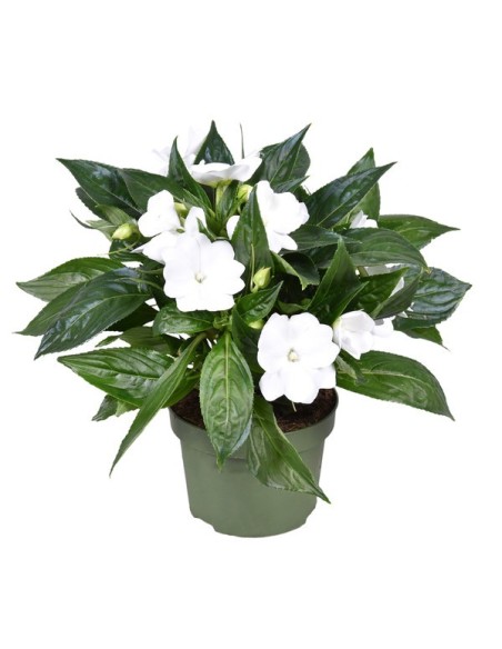 Impatiens walleriana Blanco Pack 6  Flores Blancas para Sombra | Endanea Garden

