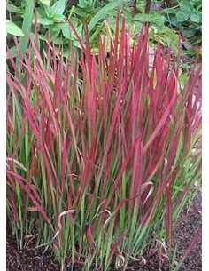 Imperata cylindrica 'Red Baron' 17 cm | Hierba Ornamental Roja y Resistente