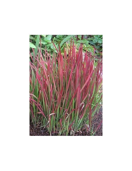 Imperata cylindrica 'Red Baron' 17 cm | Hierba Ornamental Roja y Resistente